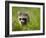 Young Raccoon Walking in Grass, Summer Evening, Assateague Island National Seashore, Maryland, Usa-Paul Souders-Framed Photographic Print