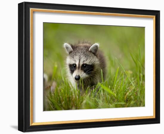 Young Raccoon Walking in Grass, Summer Evening, Assateague Island National Seashore, Maryland, Usa-Paul Souders-Framed Photographic Print