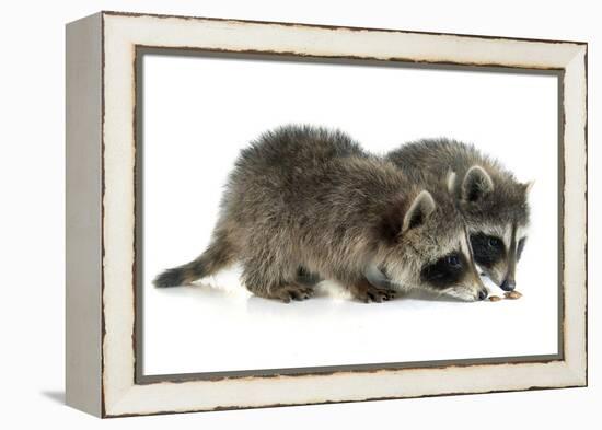 Young Raccoon-cynoclub-Framed Premier Image Canvas