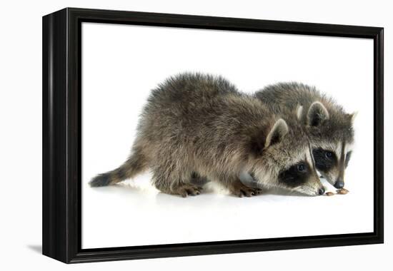 Young Raccoon-cynoclub-Framed Premier Image Canvas