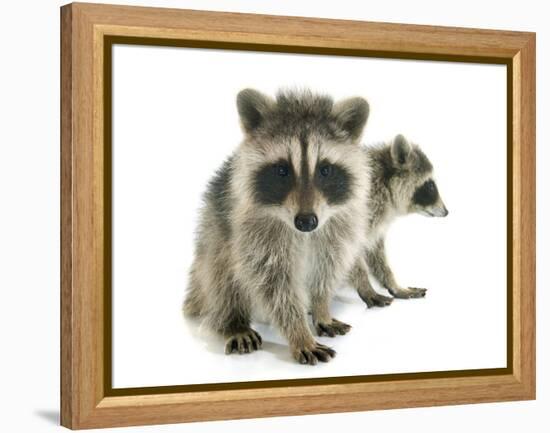 Young Raccoon-cynoclub-Framed Premier Image Canvas