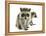 Young Raccoon-cynoclub-Framed Premier Image Canvas