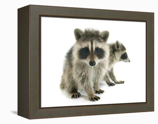 Young Raccoon-cynoclub-Framed Premier Image Canvas