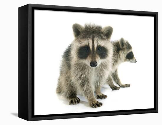 Young Raccoon-cynoclub-Framed Premier Image Canvas