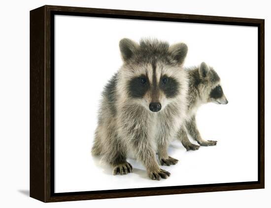 Young Raccoon-cynoclub-Framed Premier Image Canvas