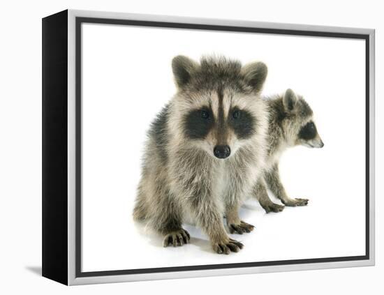 Young Raccoon-cynoclub-Framed Premier Image Canvas