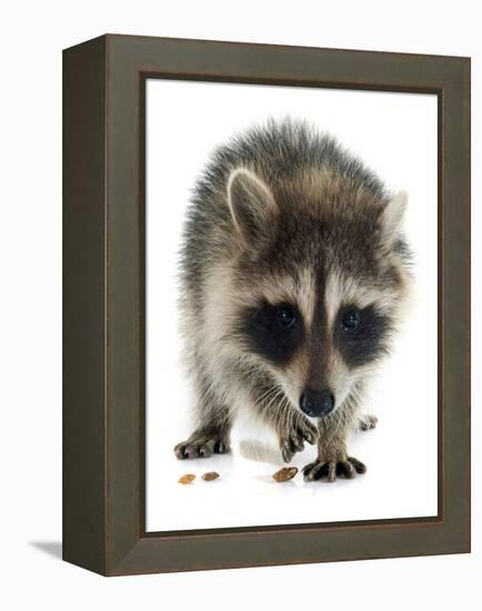 Young Raccoon-cynoclub-Framed Premier Image Canvas