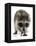 Young Raccoon-cynoclub-Framed Premier Image Canvas