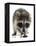 Young Raccoon-cynoclub-Framed Premier Image Canvas