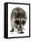 Young Raccoon-cynoclub-Framed Premier Image Canvas