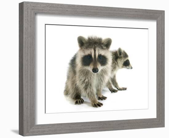 Young Raccoon-cynoclub-Framed Photographic Print