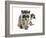 Young Raccoon-cynoclub-Framed Photographic Print