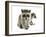 Young Raccoon-cynoclub-Framed Photographic Print