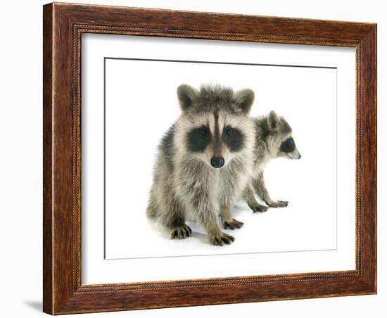 Young Raccoon-cynoclub-Framed Photographic Print