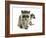 Young Raccoon-cynoclub-Framed Photographic Print