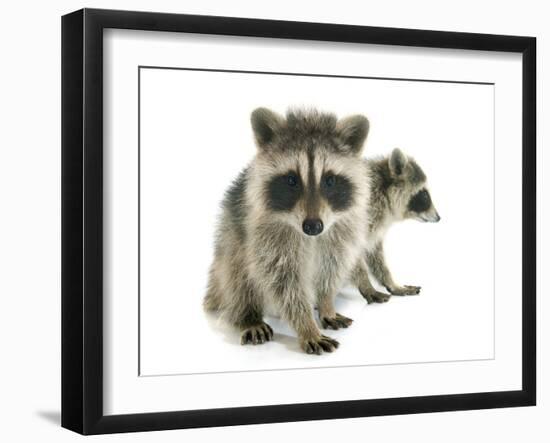 Young Raccoon-cynoclub-Framed Photographic Print