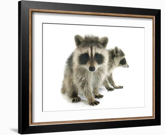 Young Raccoon-cynoclub-Framed Photographic Print