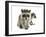 Young Raccoon-cynoclub-Framed Photographic Print