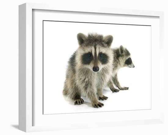 Young Raccoon-cynoclub-Framed Photographic Print