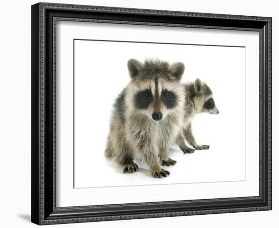 Young Raccoon-cynoclub-Framed Photographic Print