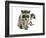 Young Raccoon-cynoclub-Framed Photographic Print