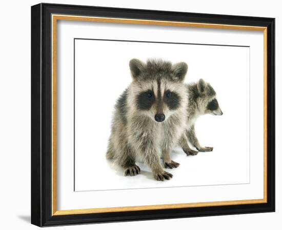 Young Raccoon-cynoclub-Framed Photographic Print