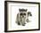 Young Raccoon-cynoclub-Framed Photographic Print