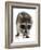 Young Raccoon-cynoclub-Framed Photographic Print