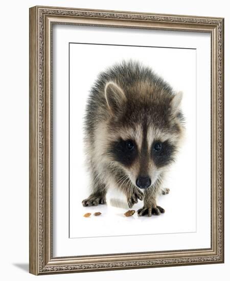 Young Raccoon-cynoclub-Framed Photographic Print