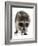 Young Raccoon-cynoclub-Framed Photographic Print