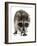 Young Raccoon-cynoclub-Framed Photographic Print