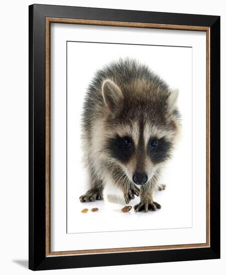 Young Raccoon-cynoclub-Framed Photographic Print