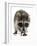 Young Raccoon-cynoclub-Framed Photographic Print