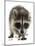 Young Raccoon-cynoclub-Mounted Photographic Print