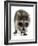 Young Raccoon-cynoclub-Framed Photographic Print