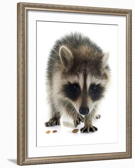 Young Raccoon-cynoclub-Framed Photographic Print