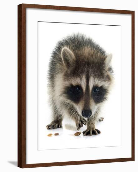 Young Raccoon-cynoclub-Framed Photographic Print