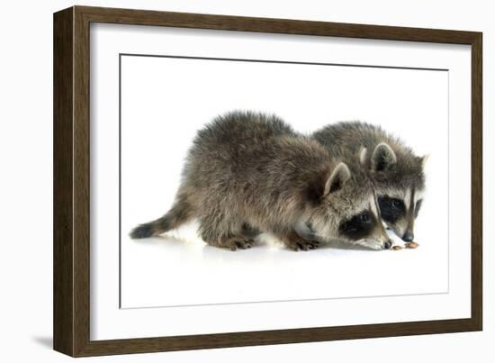 Young Raccoon-cynoclub-Framed Photographic Print