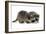 Young Raccoon-cynoclub-Framed Photographic Print