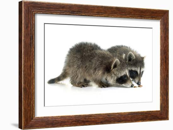 Young Raccoon-cynoclub-Framed Photographic Print