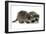 Young Raccoon-cynoclub-Framed Photographic Print