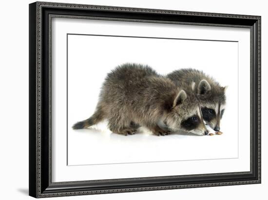 Young Raccoon-cynoclub-Framed Photographic Print