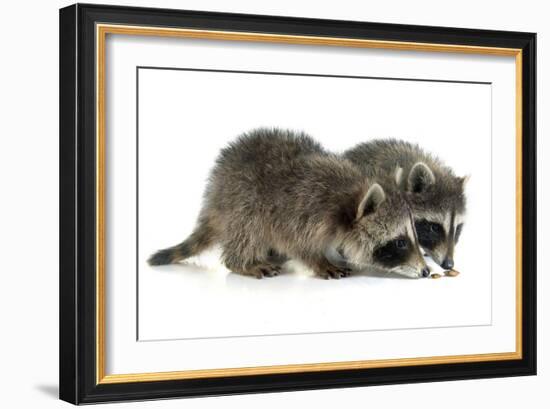 Young Raccoon-cynoclub-Framed Photographic Print