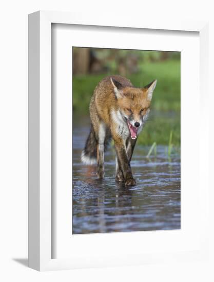Young Red Fox (Vulpes Vulpes) Walking over Ice of Frozen Pond in Garden, Bristol, UK, February-Bertie Gregory-Framed Photographic Print