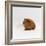 Young Red Smooth-Haired Male Guinea Pig-Jane Burton-Framed Photographic Print