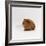 Young Red Smooth-Haired Male Guinea Pig-Jane Burton-Framed Photographic Print