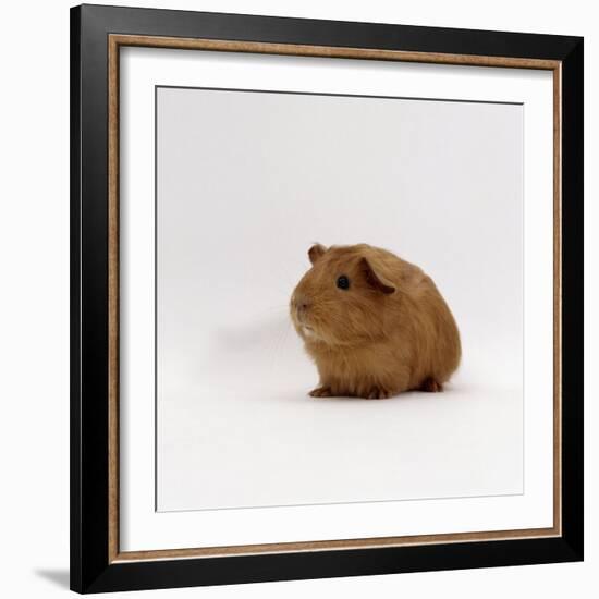 Young Red Smooth-Haired Male Guinea Pig-Jane Burton-Framed Photographic Print