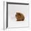 Young Red Smooth-Haired Male Guinea Pig-Jane Burton-Framed Photographic Print