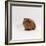 Young Red Smooth-Haired Male Guinea Pig-Jane Burton-Framed Photographic Print