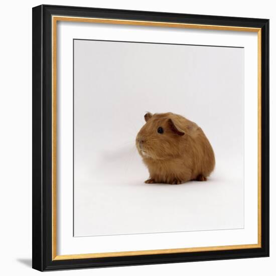 Young Red Smooth-Haired Male Guinea Pig-Jane Burton-Framed Photographic Print